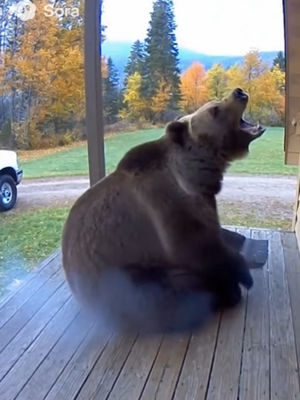 Caught on Cam: Bear’s Loud Fart  #grandma #bear #funny #fyp #fyppppppppppppppppppppppp #fart #teddy #teddybear 