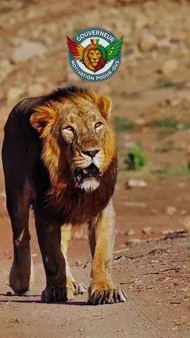 Mon objectif est simple : marcher avec dignité. #ForceIntérieure #SelfRespect #MotivationEurope #HumanValues #WalkWithDignity