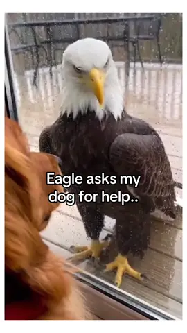 How my dog became part egale #animals #dog #wholesome 