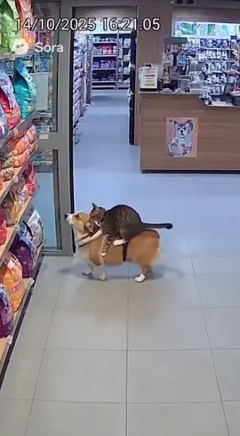 #котики #cat #ии #sora #ии 