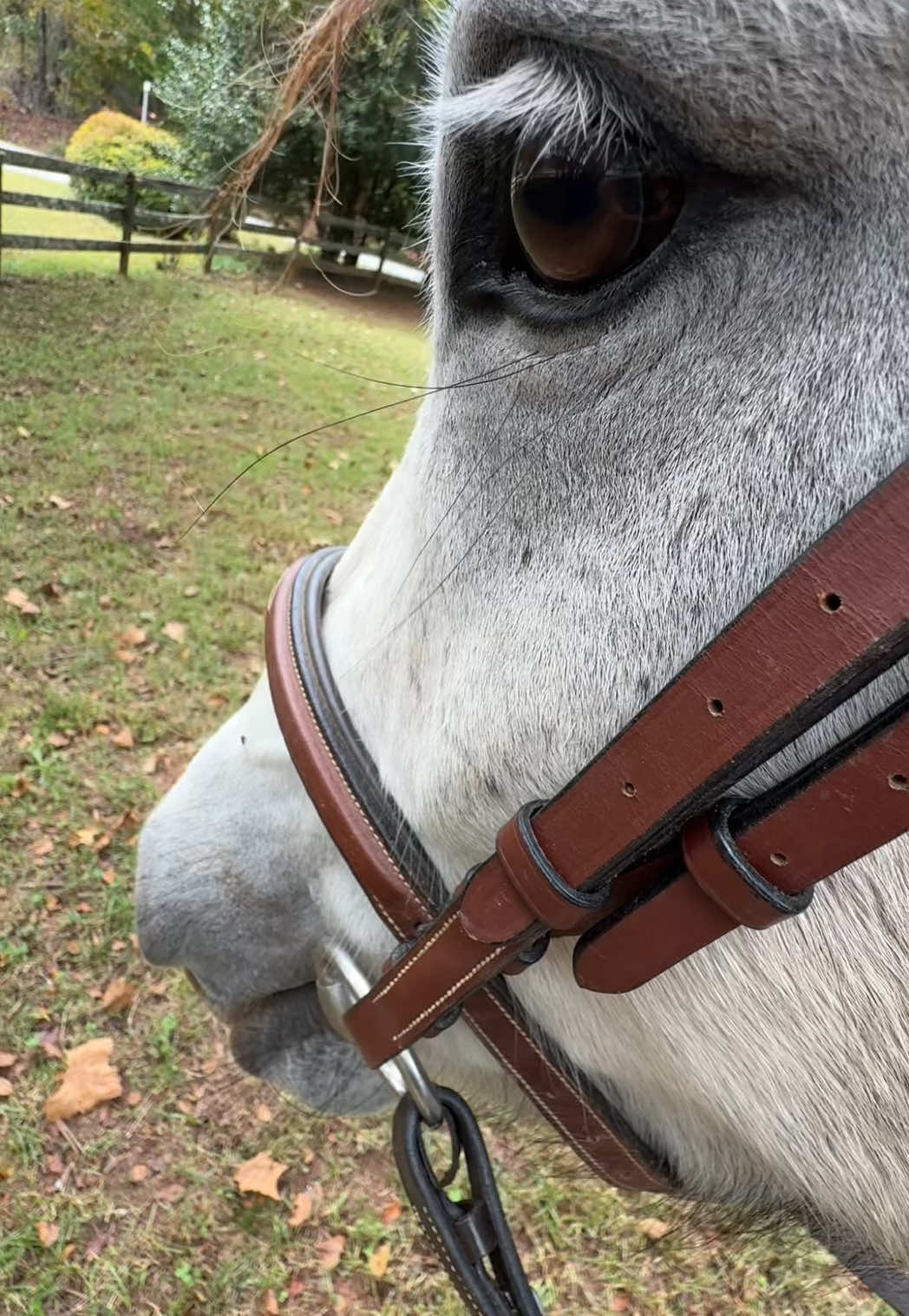 My horse with any and all inanimate objects lol #marcus #marcusvr #rock #horses 