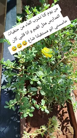 #دللي نفسك عزيزتي فلا احد يستحق العناء غيرها 💚🌿🍃