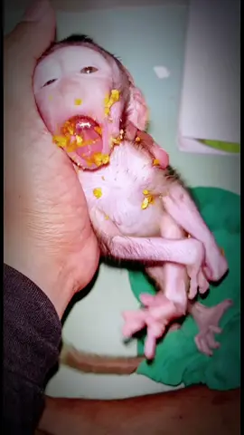 Greedy baby monkeys  always thinking  something is going to steal your food!🐒  #monkeydluffy #monkeysoftiktok #monkeyface #monkey #babymonkey 