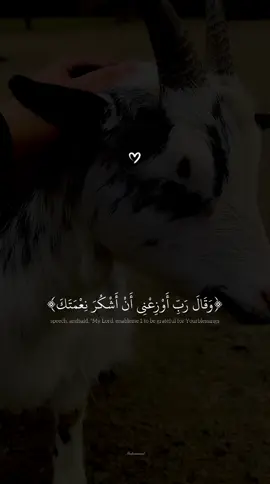 وقال رب أوزعني ان اشكر نعمتك #قران_كريم #اجر_لي_ولك #اسلام_صبحي #🥺 