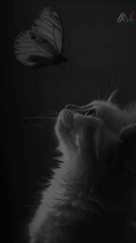 #شعراء_وذواقين_الشعر_الشعبي🖤 