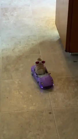 Peanut whipping his new ride and feeling glamorous #jellycat #jellycatcollection #jellycatpeanut #glamorous 