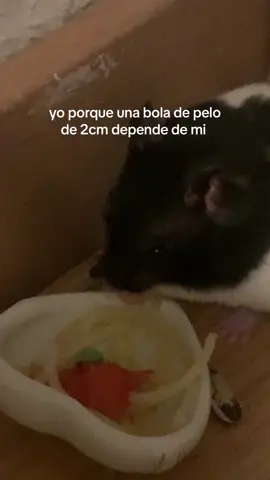 T quiero #hamster #luis