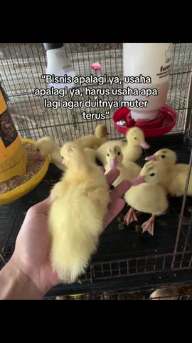 🧠 #entokjumbo #muscovyducks #muscovy #peternak #peternakmudaindonesia 