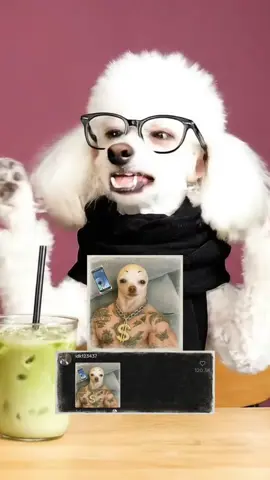 “oH YoUr A fUzZy”😭😭😭 THIS IS SMASH OR PASS BAD VERSION 💀💀💀 #dogtok #dogpodcast #doghumor #dogsoftiktok #barkafterdark 