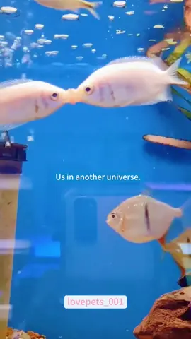 Us in another universe.#funny #foryou #funnytiktok #funnyvideos #fyp #fypシ゚viral #funnyanimals #cute #usa🇺🇸 