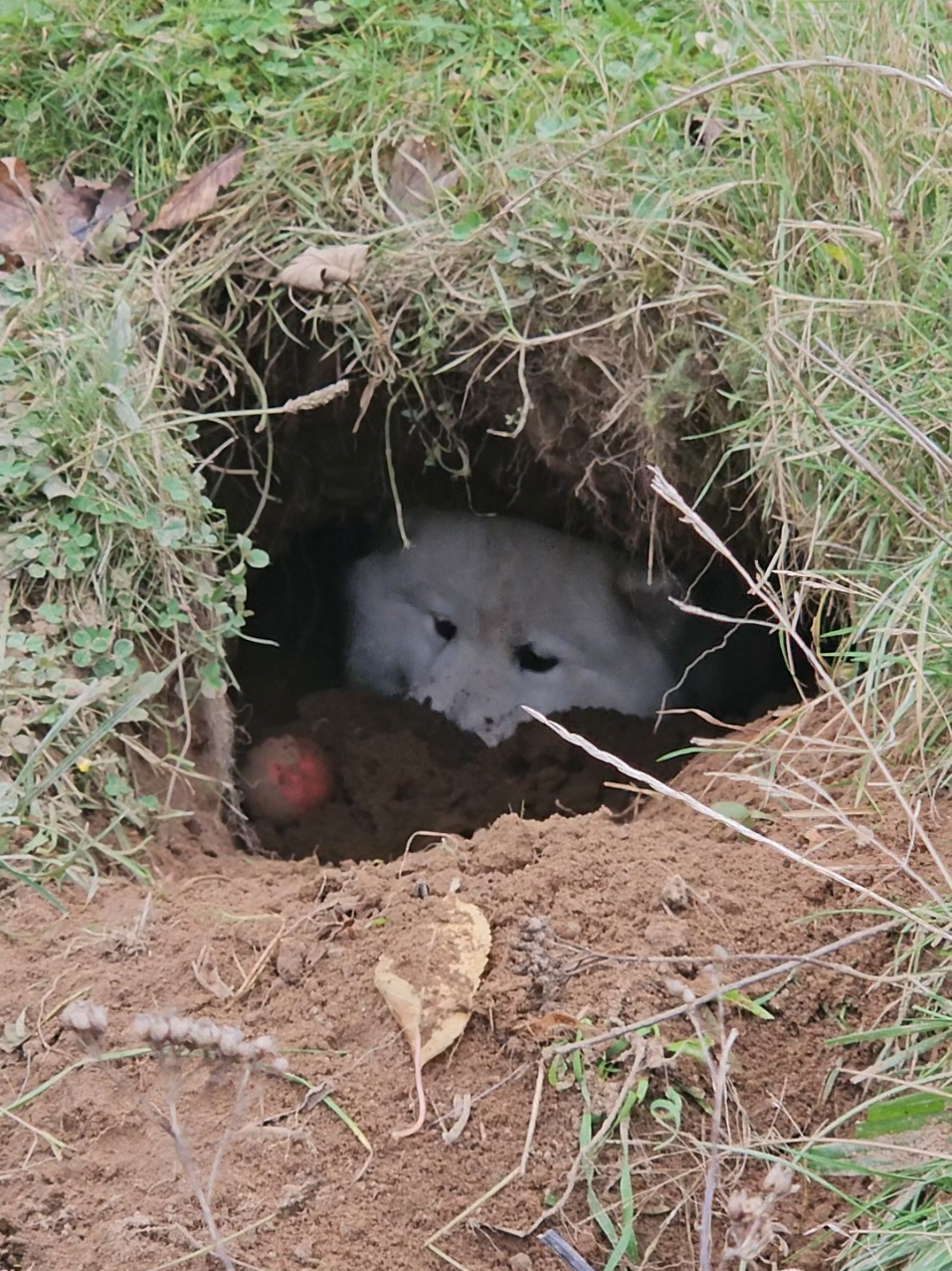 Why especially are samoyeds so weird?😂🐶 Never ever had a dog before that dug their own cave. She even digs her bones and treats 🦴 #samoyed #dogs #cave #weird #Germany 
