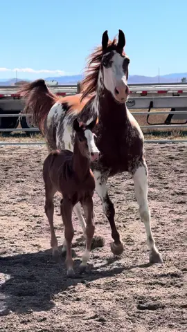 First (official) time outside to stretch his legs #viral #fyp #horse #barnlifeisthebestlife #foal 