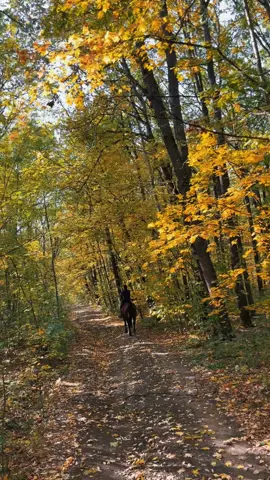 Осінній ліс дихає теплом і тишею… 💛 Золоті листки кружляють, шепочучи про миті, які хочеться прожити разом. Ідеальний час для прогулянки чи фото, де навіть повітря наповнене ніжністю 🍂 #харьков #фотосессияхарьков #лес #люботин #харьковукраина 
