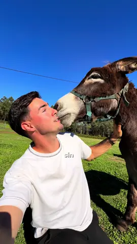 Un burro que fue abandonado 🍀❤️#sinjaulas #joanzorrilla