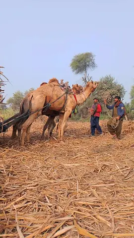powerfull camels  #fypシ゚viral #foryoupageofficiall  #animalsoftiktok #animals #growmyaccount 