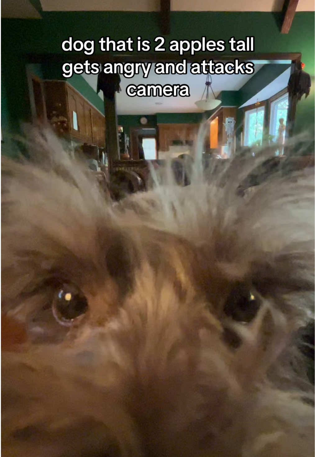 i love my baby #minischnauzer #dog #michaelcera #viral #capcut 