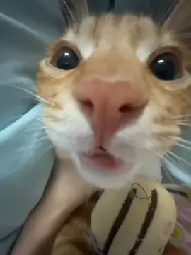 So cute #cutecat #pet #kucing #kitty #funny 