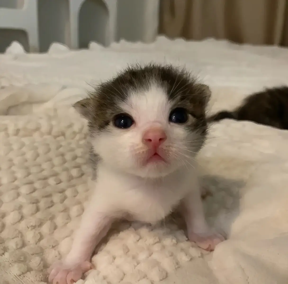 So cute #cutecat #pet #kucing #kitty #funny 