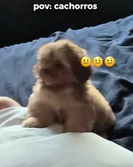 cachorros - dogs 😅❤️| #dog #pov #funny #viral #moments #perolas #memesbr #humor