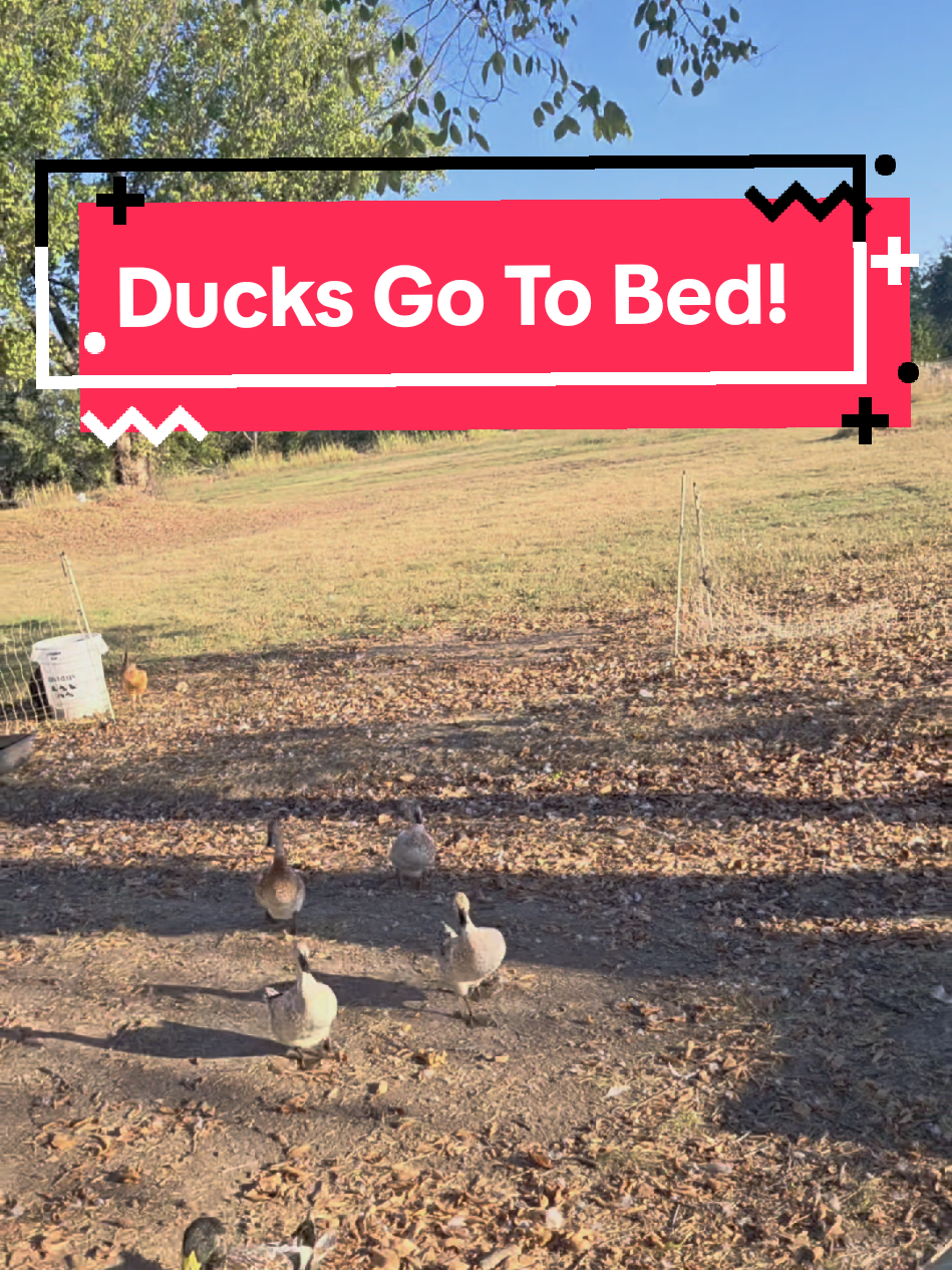 herding water fowl is the easy part.  #farmanimals #ducksoftiktok #pondlife #farmlife #fyp 