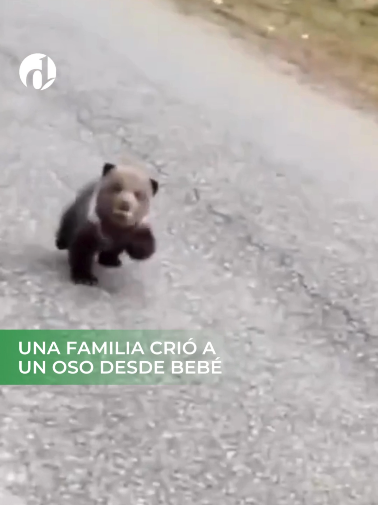Una familia crió a un #oso desde bebé 🐻 #animales #familia