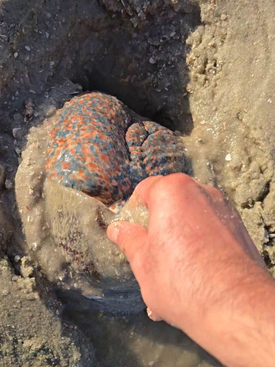 Super sea snail extraction 