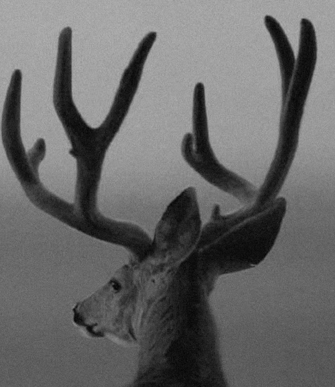 aim true                                                                                                                                                                                                                                                                                                                                                                                                                                                                                                                                                                                                                                                                                                                                                                                                                                                                     #bullseye #daredevil #wilson #marvel #fyp 