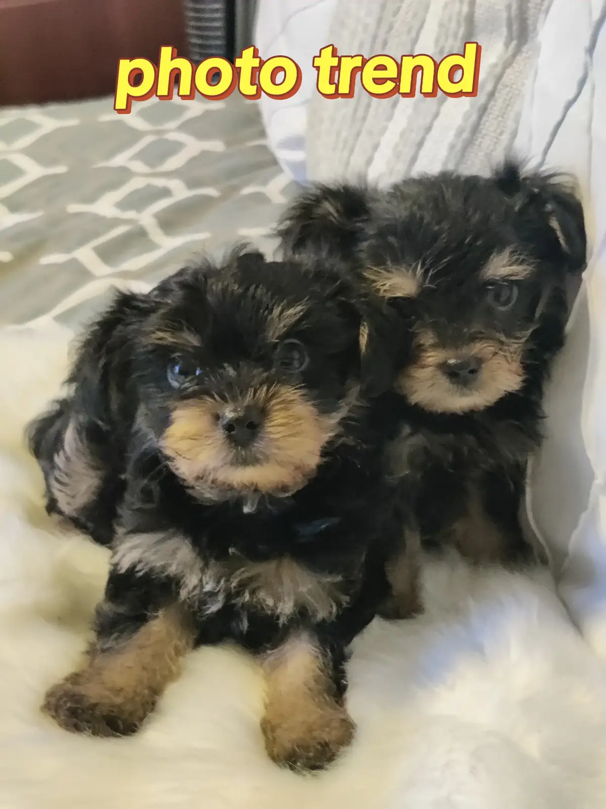 Adorable puppies