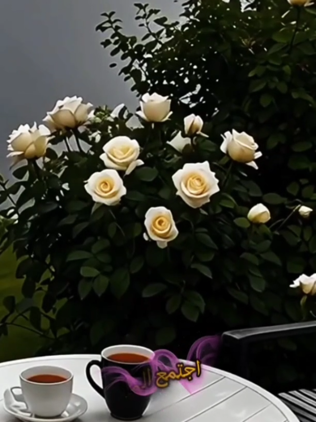 #كلام_من_ذهب #اجتمع #saadiaelhabib #saadiaelhabib_🌿 #nature_🌿 