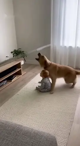 Heroic dog saves baby from falling TV 🙌🏼❤️ #fyp #viral #dogs #goldenretriever #doggy 