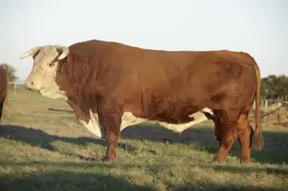 #hereford 