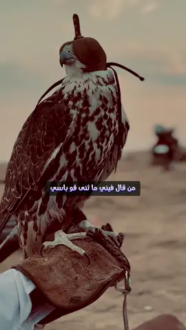 من قال فيني ما ثنى قو ‏باسي  ‏ومن لا رآني شي شفته ‏ولا شي  ‏ما اطيح الا اني اطيح متواسي  واقف لو أن الحمل متعب يدي ‏أرسي كما ترسي الجبال الرواسي #محمد_جساس_العنزي 