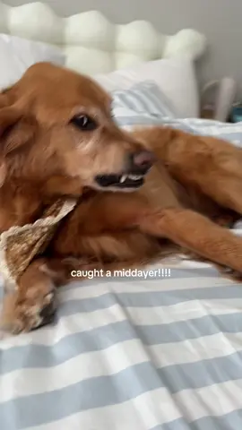 i left for 5 minutes and he’s already tucked himself back in! 