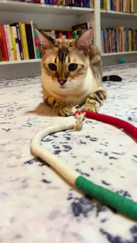 #VocêNasceuParaMudar #catsoftiktok #catpet #cat #cats 