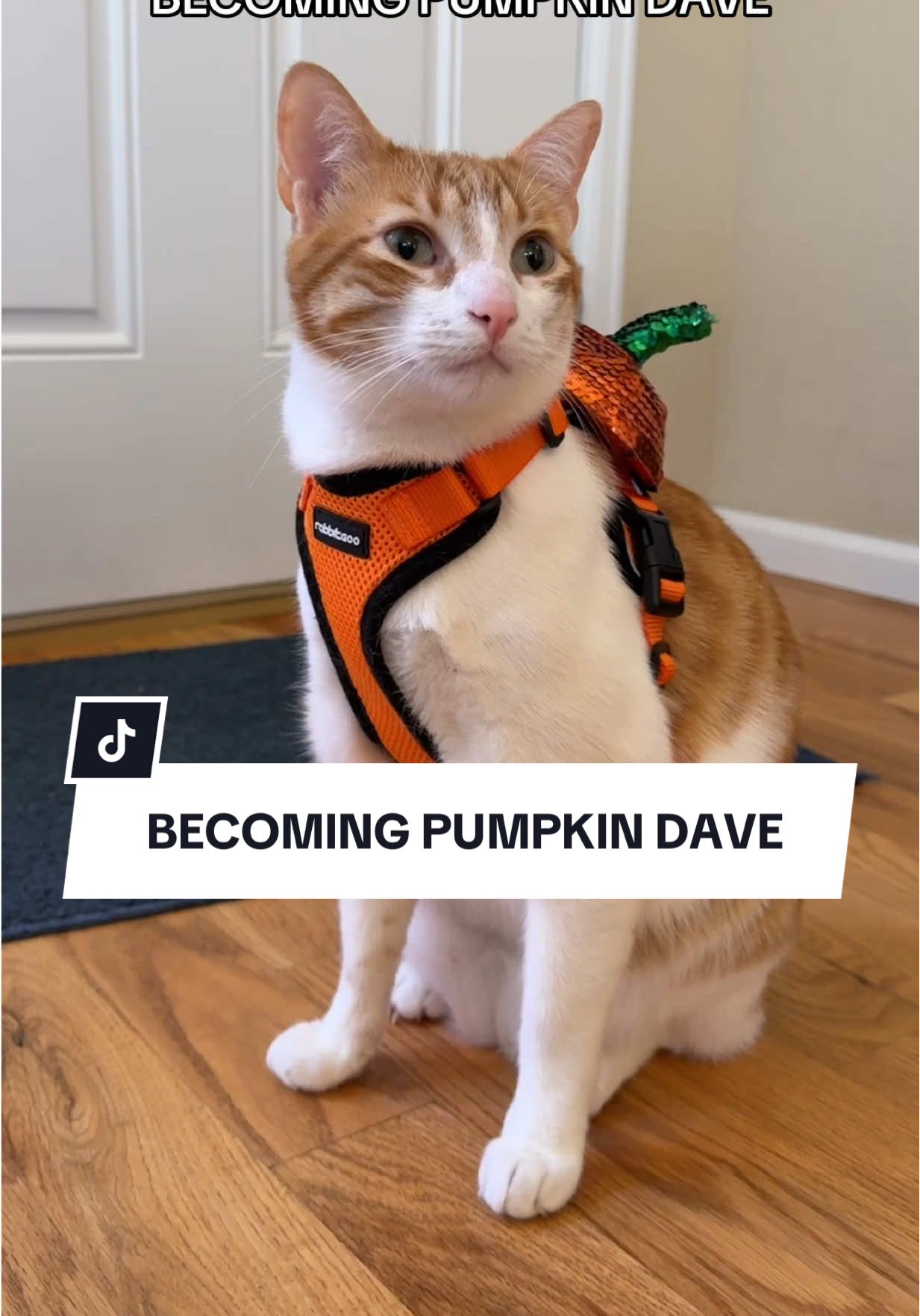 The other day we took his costume off and he cried, not entirely sure what to do about that… #orangecat #pumpkindave #petcostume 
