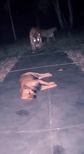 The Brave Little Cat That Scared a Tiger Away#FunnyCCTV #AnimalShorts #NightFootage  