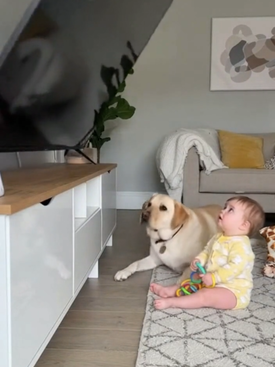 # dog # baby # tv # save #babynewtrend 