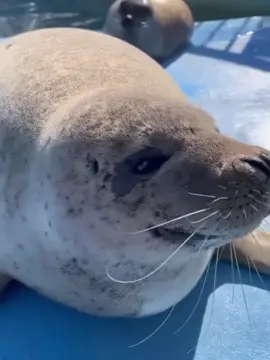тюленьчики🥰🦭#тюлени #тюленчики🦭💐🌷💗 #тюленчики
