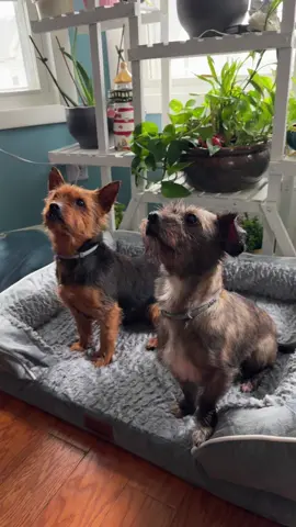 #fypシ #fyp #parati #dog 