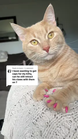 Replying to @karen ♱ since he’s making biscuits on me, here’s a video to add onto this. yes, claw caps are retractable! Monkey has on a fresh pink set 💅  #cat #nails 