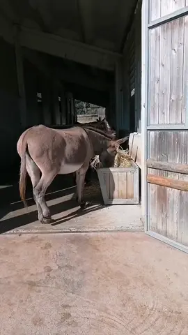 Your help our hope #donkeysoftiktok #usa_tiktok #ponylove #usa🇺🇸 #donkeys 