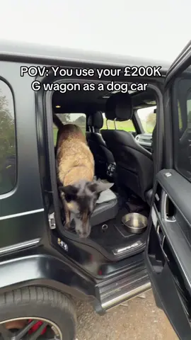 Name a better dog car than this 