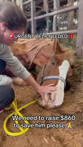 URGENT HELP NEEDED… FIFTY THREE DRAFTS HEADED TO CANADIAN SLAUGHTER… These dumped draft horses and mules are being shipped tonight to Canada for slaughter.  These horses are in terrible shape. Olivia let me know she and Ally have been doing nothing but triaging and sending down and dying horses to quarantine.  “I can’t use any of this footage, it would get a content violation,” she said, “hell, I can’t my hands free to film much anyway. I’ll send you what I have.” The funding has never matter this much. The girls NEED us. The horses NEED us.  This draft has been down and caught up under a gate. They’re waiting on a skid loader and sling to get him up because his legs are numb and can’t hold him. He’s not very old and although weak, if we can get him up they think he will make it. You can see Ally check his gums in this footage— purple means he’s gone septic and there’s not much hope. His are pink with good refill. He has hope, if we can share and donate to save him.  We have got to start $5, $25 or $100 match challenges. These drafts won’t make it if we don’t get them out. They’ll die in a slaughter house or down in the dirt. Let’s rally, CCR.  Can’t donate? Share. Please.  ‼️ TO DONATE ‼️ #vetbills #horserescue #horsesoftiktoktok #horselovers #horsesofinstagram 