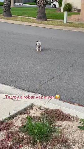 🥰 #dogs #pets #PetsOfTikTok #perro #yorkie 