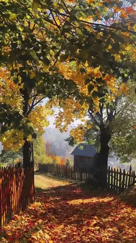 Do you ever feel time sag beneath its own weight? On a village lane, between two fences of splintered ribs, autumn arrives not as a guest but as an old confession. The leaves, once vivid and arrogant, now surrender like forgotten saints, carpeting the earth in slow repentance. The air carries the odor of smoke and memory — thick, tender, almost edible. It feels as though the world exhales, and in that long sigh, you can hear the collapse of every summer that ever believed it could last forever. There’s a peculiar stillness that overtakes everything. The hens murmur, the poplars tremble with ancestral fatigue, and somewhere a gate swings like a question that never learned the right words. The soil itself seems to brood, a sentient thing digesting centuries of footsteps. You can almost sense the ghosts of yesterday gossiping under the plum trees, trading warmth for silence. The entire street becomes a palimpsest — every shadow a recollection, every gust of wind a rehearsal of loss. And yet, in this slow disintegration, something ascends. The world, stripped bare, becomes more honest — more willing to show its bones. Perhaps decay is not an ending but a kind of unveiling, an invitation to witness how even rot can shimmer. What if beauty isn’t what blooms, but what remains after everything else has gone? What does your autumn whisper back to you when you finally stop trying to listen? Video by @cristinaitul.13  [ Romanian Autumn, Village Roads, Melancholy Landscapes, Wooden Fences, Smoke and Memory, Transylvanian Countryside, Bucolic Silence, Falling Leaves, Rural Romania, Poetic Decay, Seasonal Metamorphosis, Folk Echoes, Nostalgic Mornings, Slow Time, Ancient Soil, Romanian Heritage, Nature Philosophy, Timeless Romania, Soulful Travel, Cultural Reverie ] #romania #travel #autumnthoughts #poeticjourney 