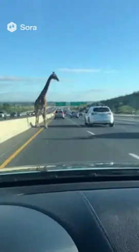 #GiraffeOnTheLoose #OnlyInMyCity #CantStopLaughing #TrafficJamGoneWild #WhatDidIJustSee #ViralMoment #CrazyVideo #ICantBelieveThis #ForYou #FYP #RandomThings #WildDay #Unexpecte