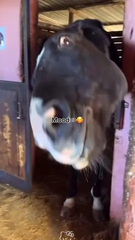 Song: “FriendZone” by Madara Dusal😍 (Song link in my Bio 🔥)