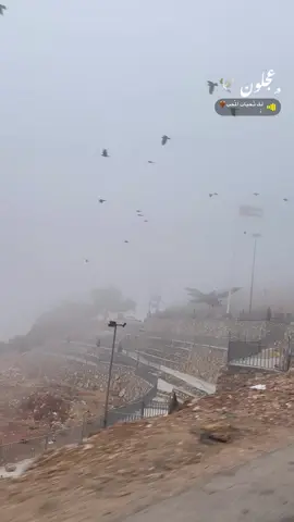 لگ تحيات المحب 🫶🏻 #عجلون #رابط_انستا_في_البايو🥺♥️ #عنجره_العز🦅 #جمال_عجلون♥️ 