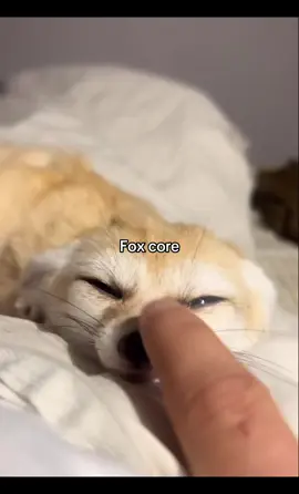 #fox🦊 #foxy #cute #pet #tiktokfoxes 