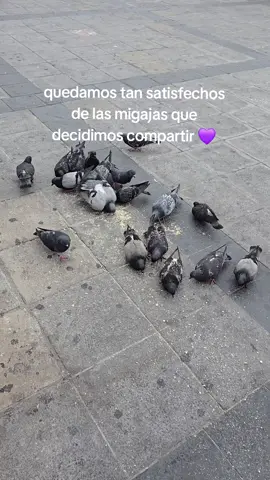 migajeros quedan satisfechos de las migajas #fyp #viral #chile #migajero #migajas 